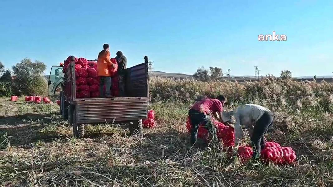 Üreticiye soğan şoku: Tonlarcası depolara kaldırılıyor! Bu kez de fazla üretim başlarına dert oldu 8